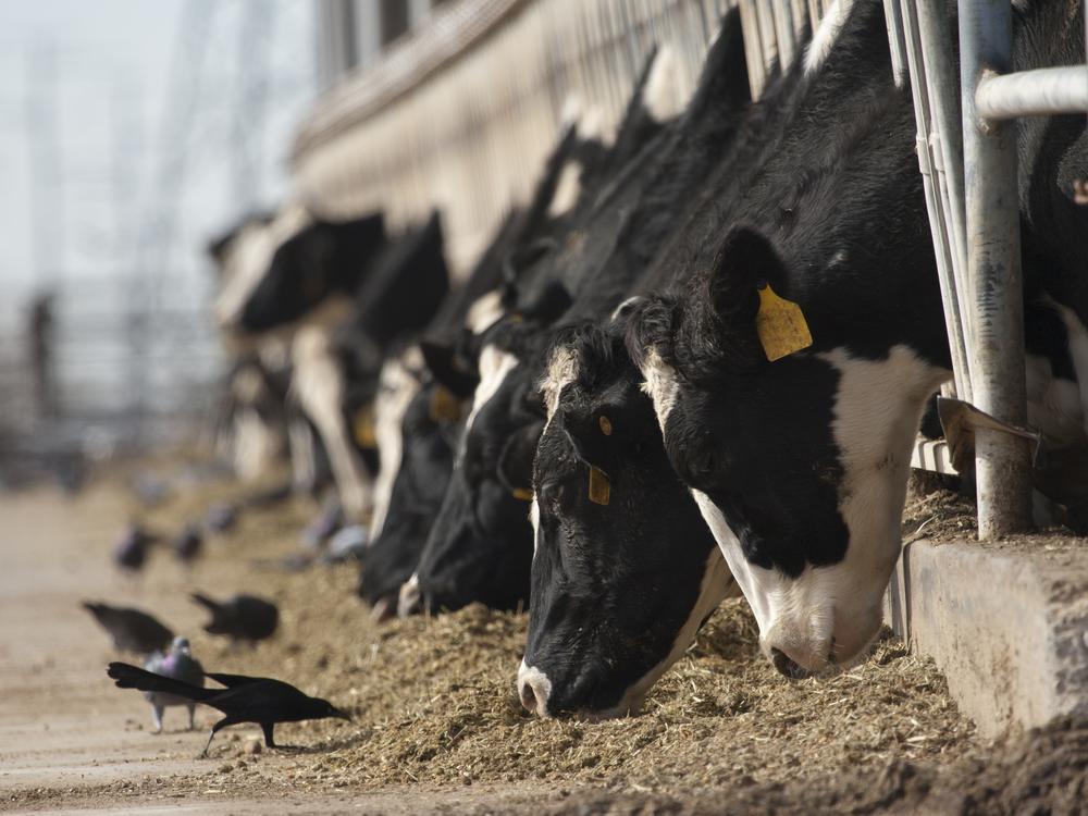 The variant of H5N1 bird flu has been circulating in wild birds, but this is the first time it's been detected in cattle.