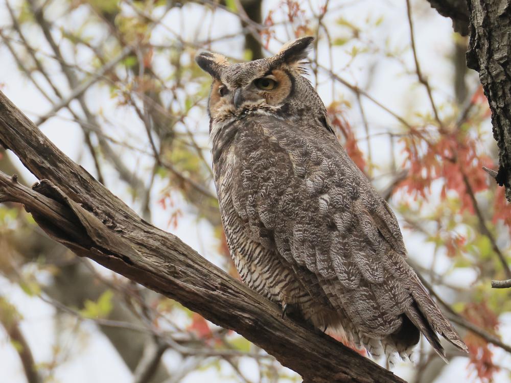 A great horned owl sits in a tree at the Massapequa Preserve in New York on April 23, 2024.