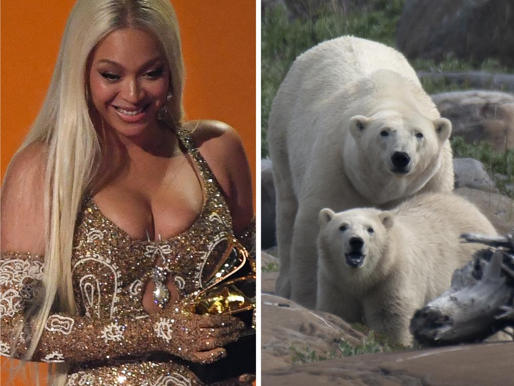 From left: Beyoncé, some bears, Ozzy.