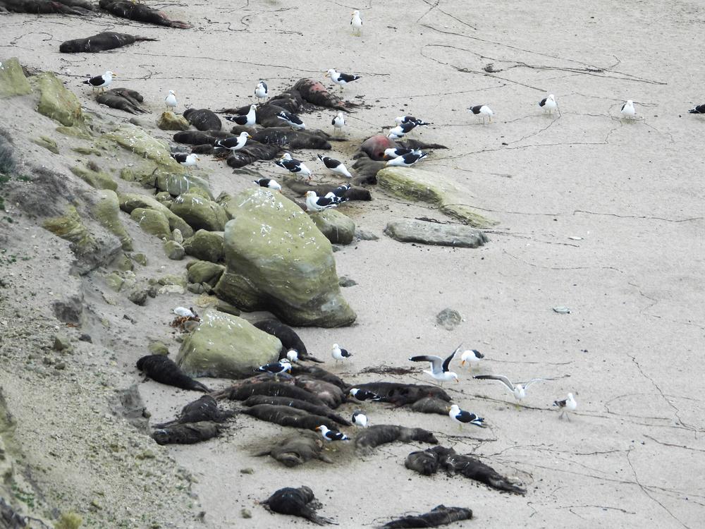 One theory of transmission is that birds come into contact with animals, like these elephant seal pups, who have died of bird flu — and pick up the virus.