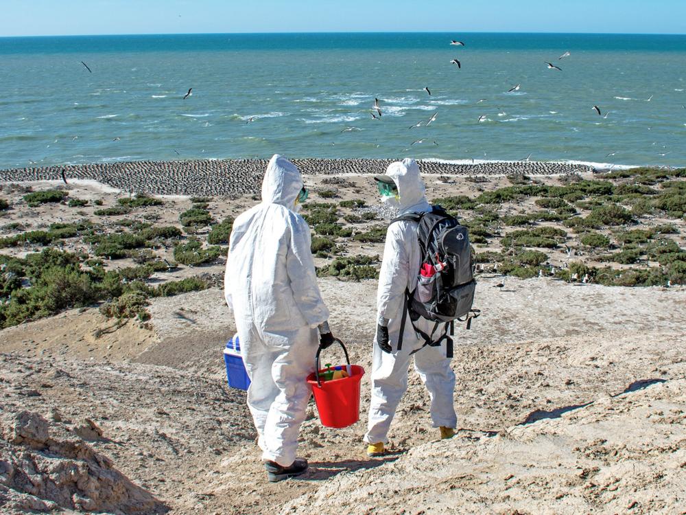 At Punta Leon in Argentina, researchers Luciana Gallo, holding the red bucket, and Marcela Uhart take samples from deceased wild animals to test for bird flu.