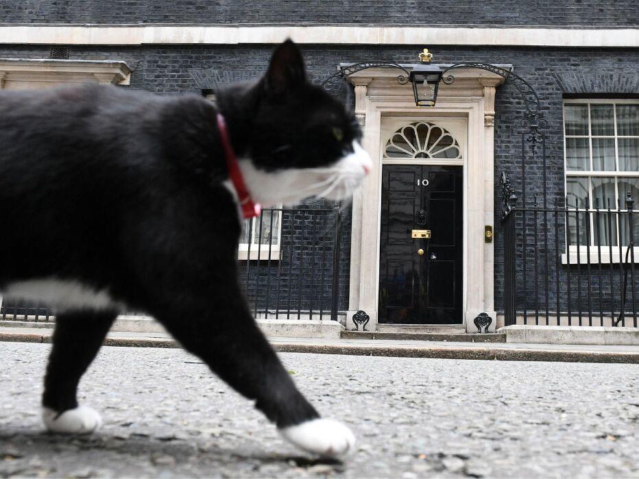 Palmerston, the rescue cat of the U.K.'s Foreign Office, stalks past 10 Downing St. in front of the waiting media in central London on June 9, 2017.