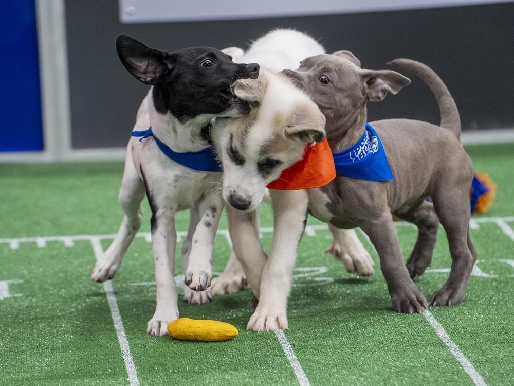 Abigail (left) and Sarge (right) team up for a defensive squeeze on Beethoven during this year's pre-taped Puppy Bowl.