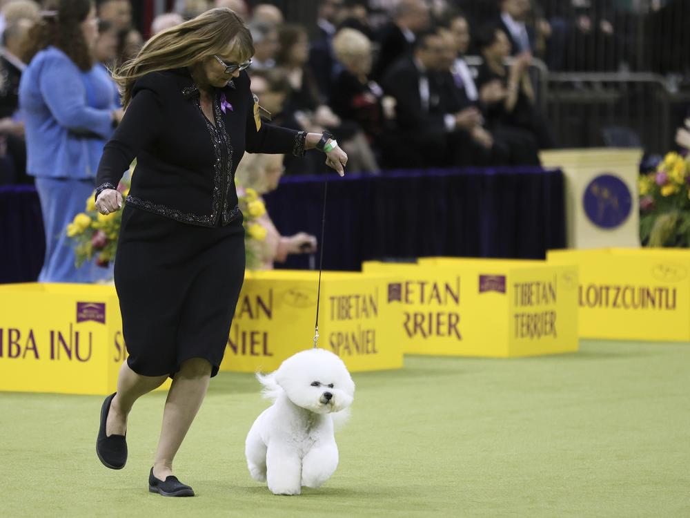 Neal, a Bichon Frise, wins the non-sporting group during the 149th Westminster Kennel Club Dog show in New York.