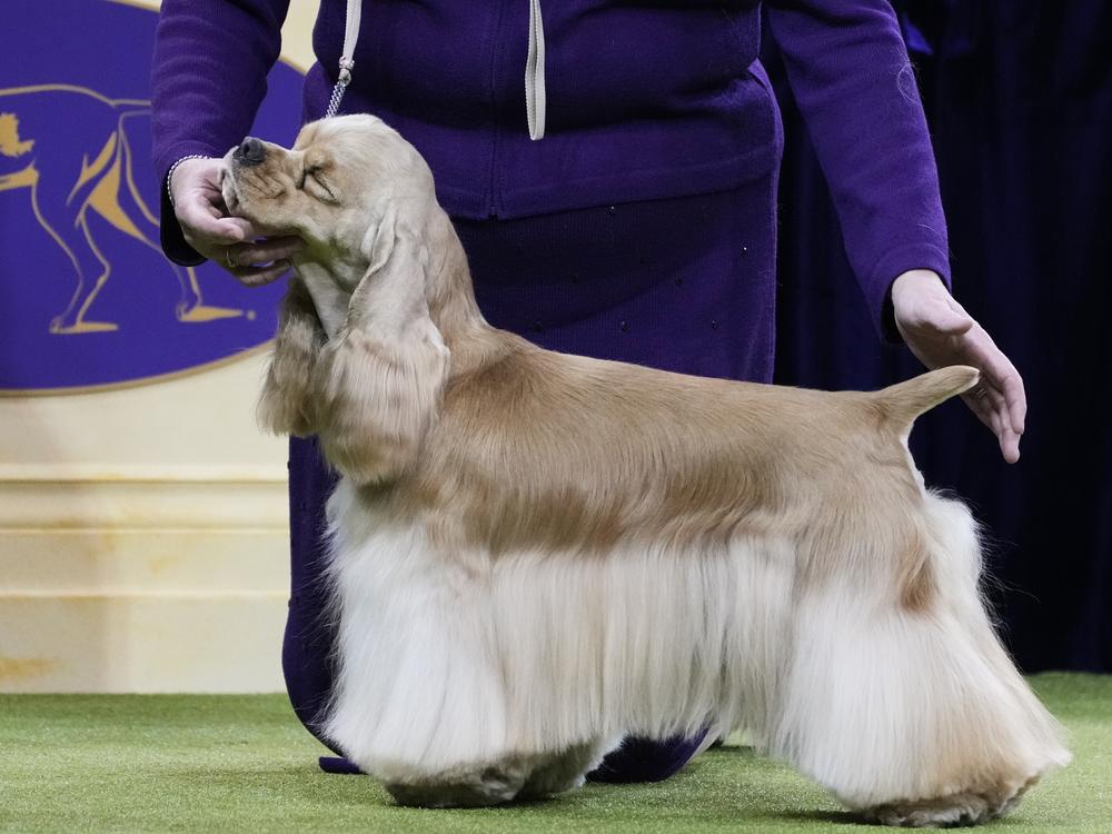 A Cocker Spaniel competes in the sporting group competition during the 149th Westminster Kennel Club Dog show, Tuesday, Feb. 11, 2025, in New York.