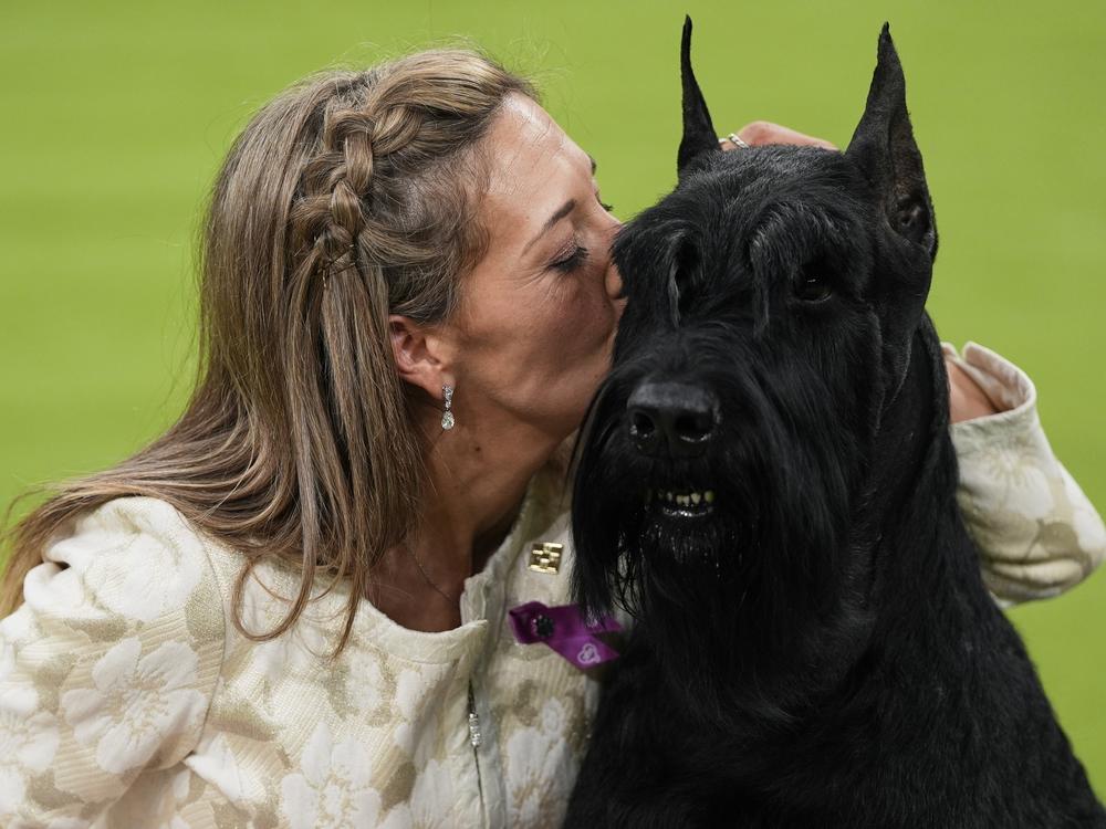 Katie Bernardin kisses Monty, a giant schnauzer, after winning best in show in the 149th Westminster Kennel Club Dog show on Feb. 11, 2025, in New York.