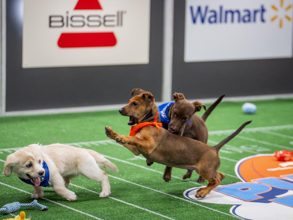 Belle and Maya run a play against pup-ponent Callen.