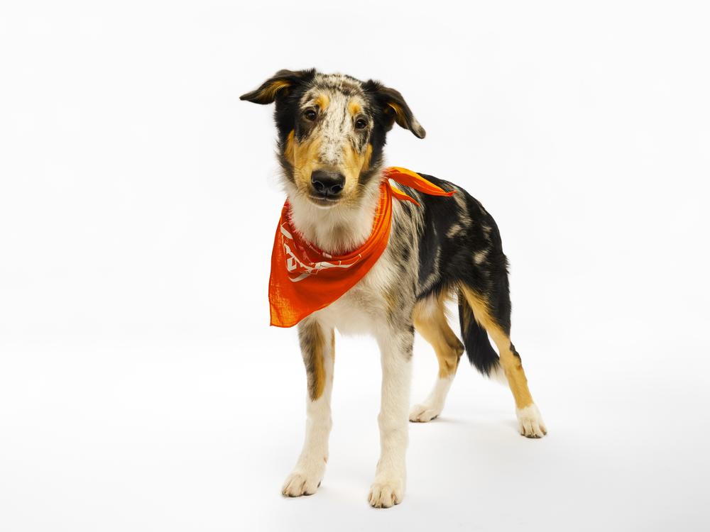 Foxtrot, a border collie hailing from Minnesota, was crowned MVP of the 21st Puppy Bowl.