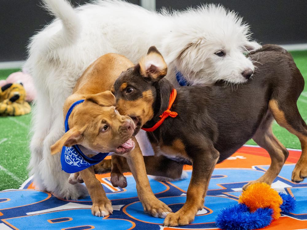 Mardi Paws, Sully and Meatball go at it during the Puppy Bowl.