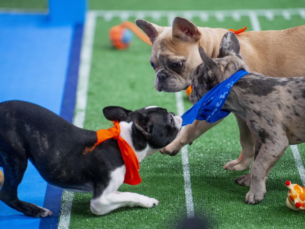 Unnecessary ruff-ness? Gorby looks on as Trio bites Princess Sophia's uniform.