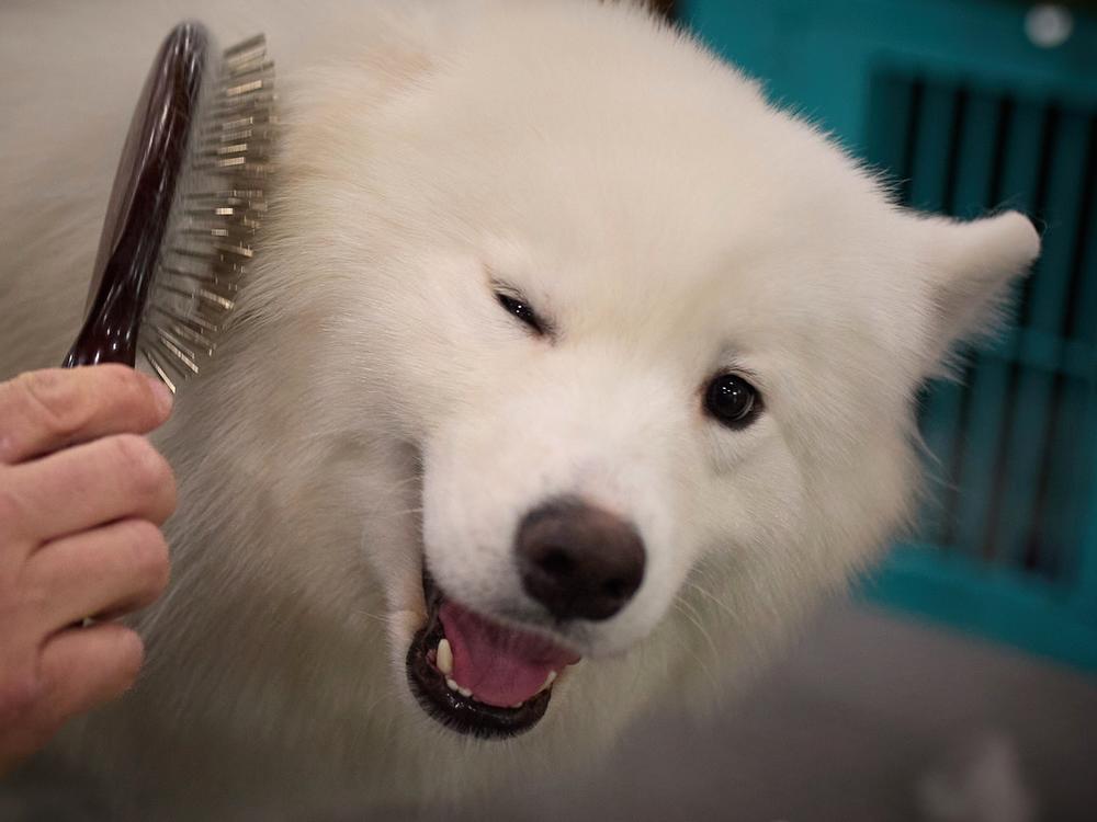 A handler grooms a Samoyed dog during the 149th Annual Westminster Kennel Club Dog Show.