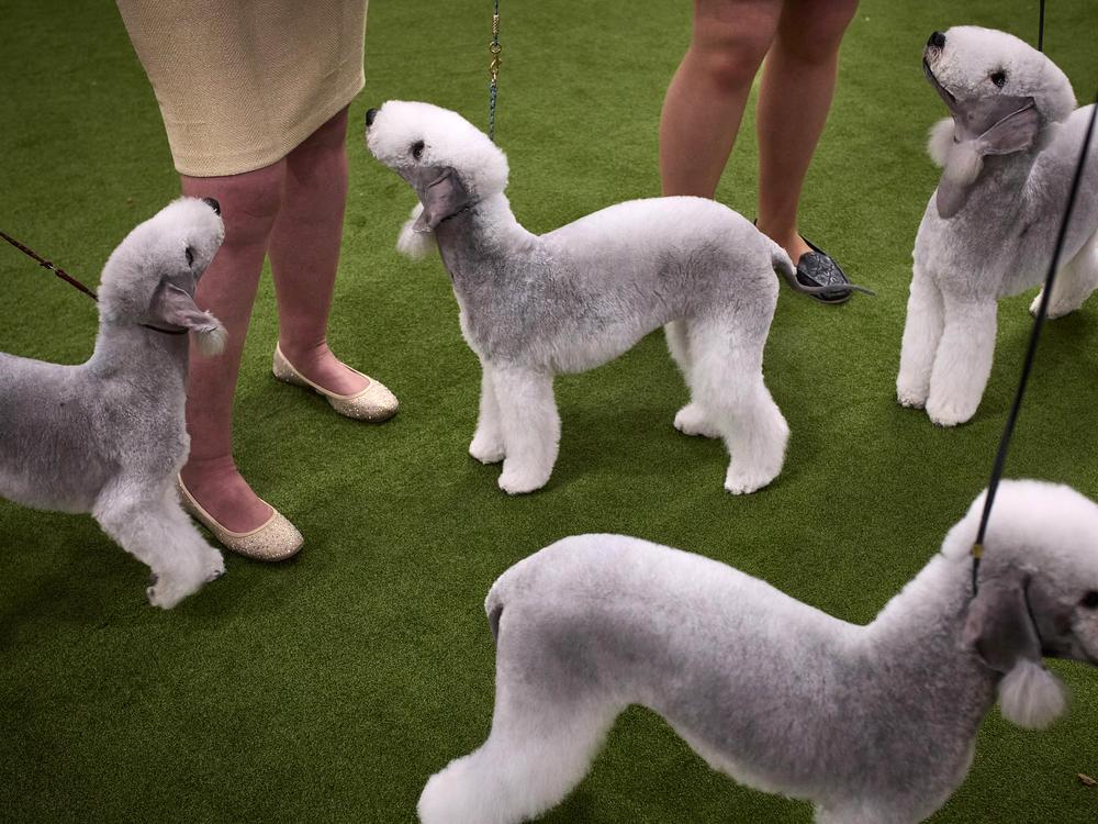 Bedlington terriers look on after a competition during the 149th Annual Westminster Kennel Club Dog Show.
