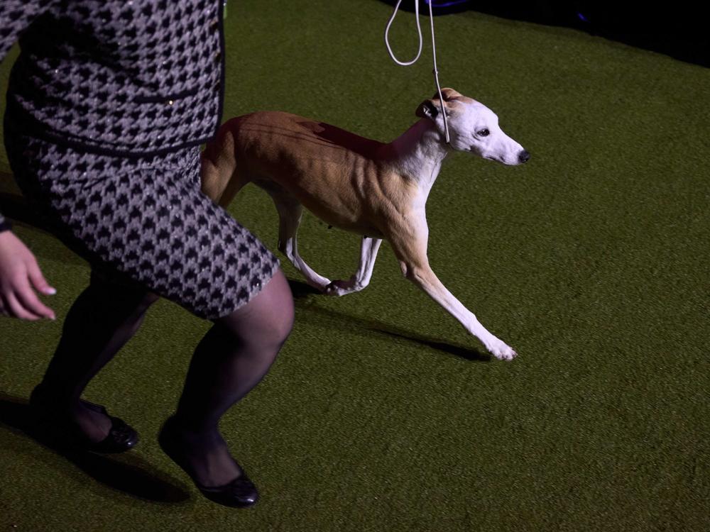 A handler enters the ring with her whippet named Bourbon. The dog won Reserve Best in Show at the 149th Annual Westminster Kennel Club Dog Show.