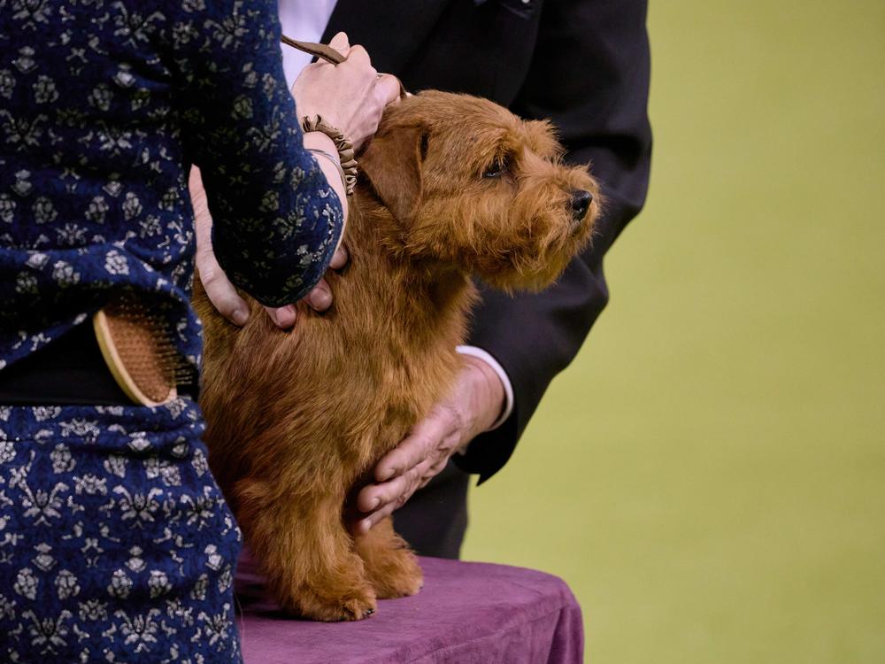 A Norfolk terrier competes in the Terrier Group.