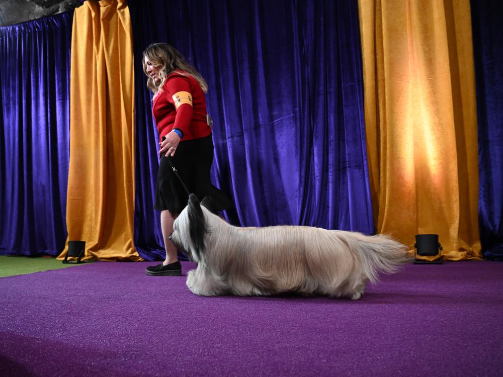Antoinelle Vulpis walks her dog Archer the Skye terrier, winner of the Terrier Group.