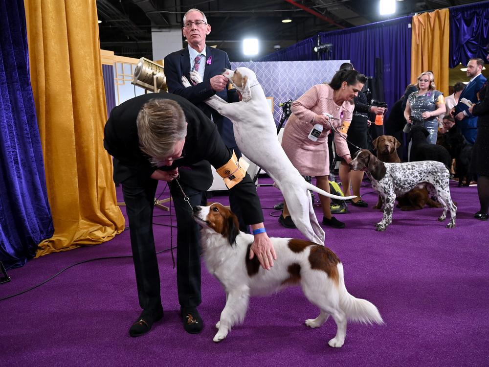 Dogs wait for their turn backstage before being judged.