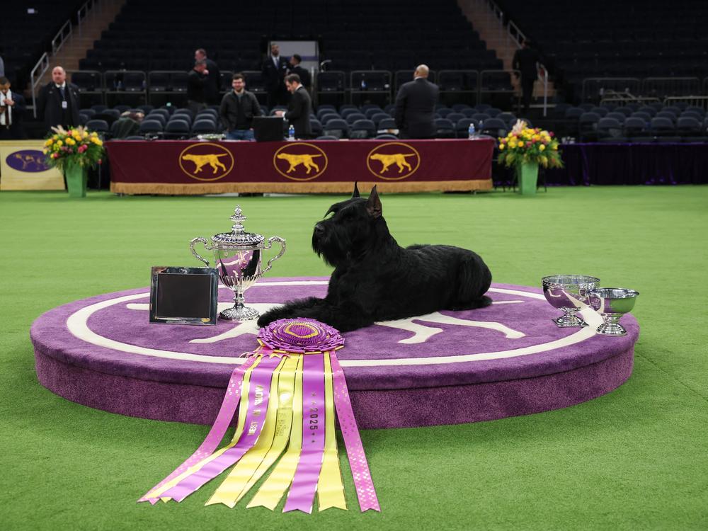 Monty the Giant schnauzer won Best in Show at the 149th Annual Westminster Kennel Club Dog Show at Madison Square Garden on Tuesday in New York City.