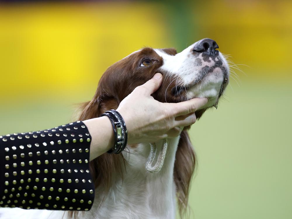 An Irish red and white setter competes during the 149th Annual Westminster Kennel Club Dog Show.