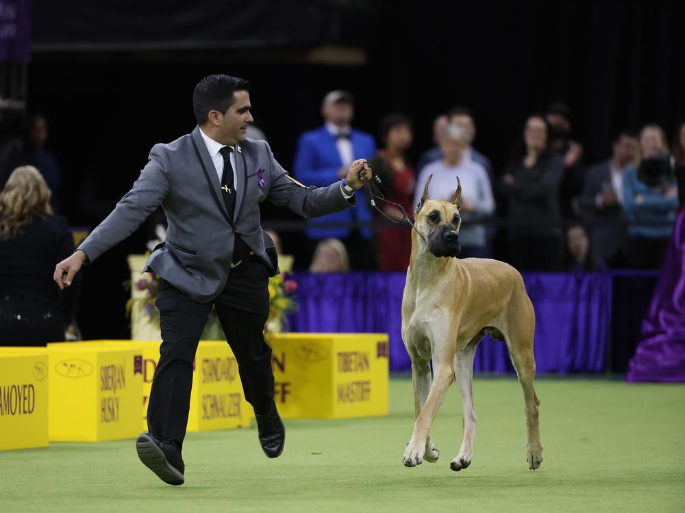 A Great Dane competes during the 149th Annual Westminster Kennel Club Dog Show.