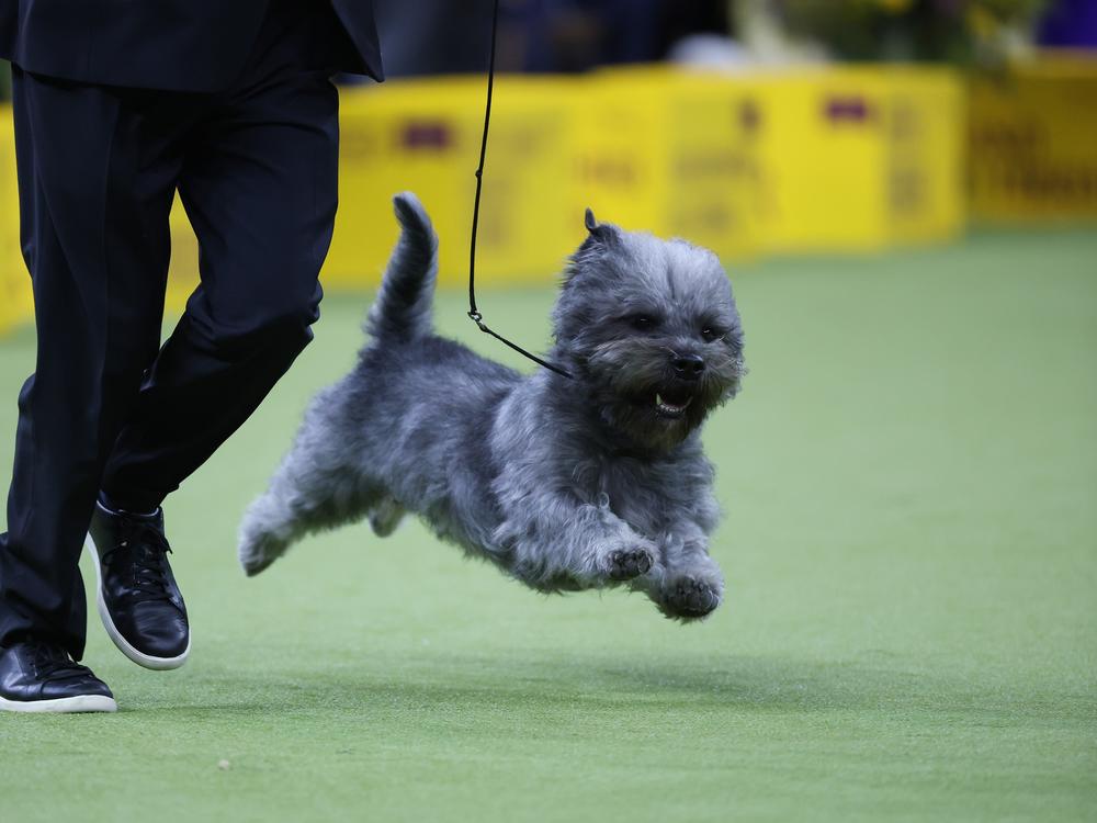 A dog competes during the 149th Annual Westminster Kennel Club Dog Show.