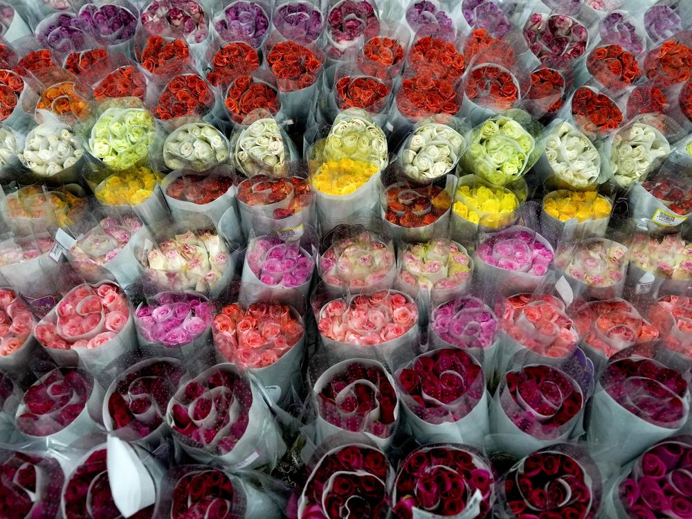 Roses are ready to be shipped to the U.S. ahead of Valentine's Day, the biggest holiday of the year for fresh-cut flower sales, at the Mongibello flower company in Chia, north of Bogotá, Colombia, on Jan. 31, 2024.