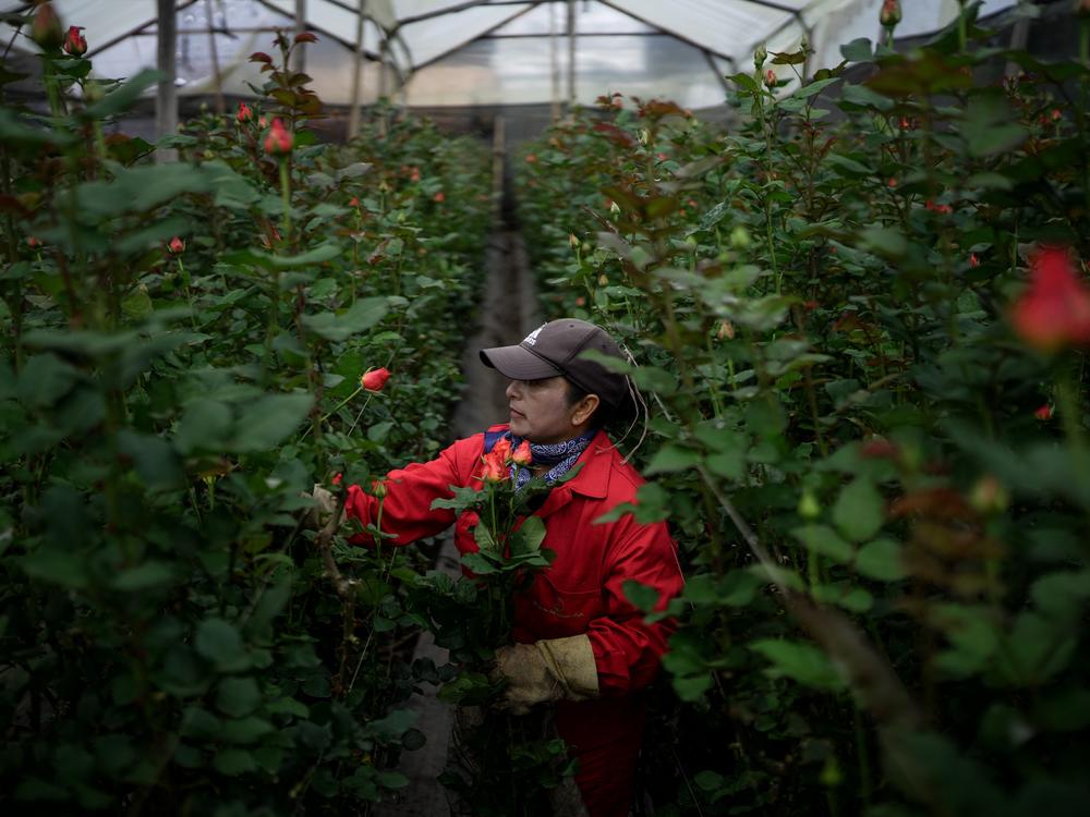 A worker picks roses at a flower farm in Chia, Cundinamarca department, Colombia, on Jan. 29.
