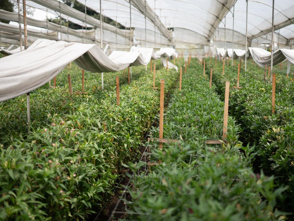 A flower cultivation base in Cundinamarca, Colombia.