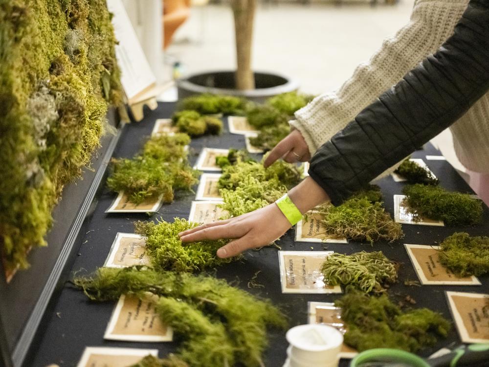 Mosses on display at the Lewis & Clark library's 