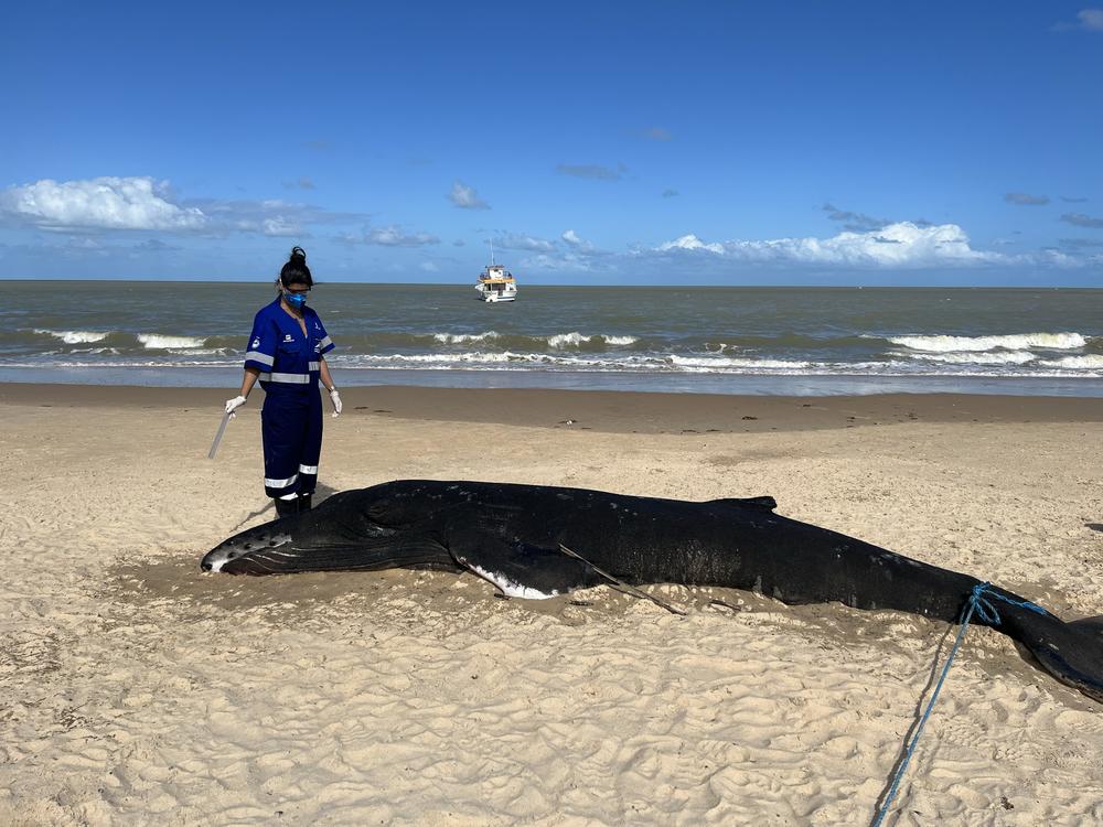 Kamilla Souza getting ready to study the brain of this beached whale.