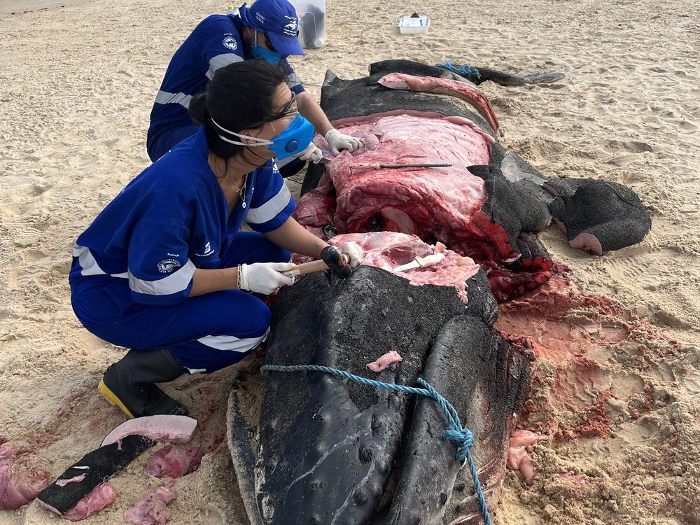 Kamilla Souza and a colleague getting ready to study the brain of this beached whale.