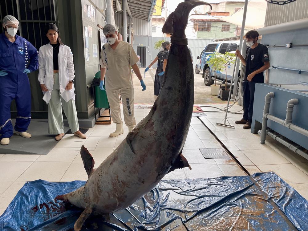 A stranded dolphin is brought to the Orca Institute in the hopes it can be helpful for research.