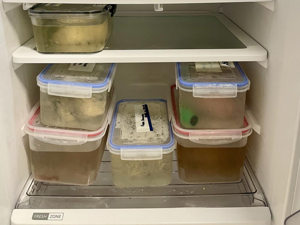 Kamilla Souza's collection of whale and dolphin brains at the Orca Institute in Brazil.