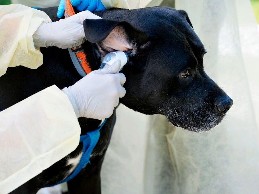 Drugs and medical devices for pets and other animals go through approval processes through the FDA. Staff handling parts of this work lost their jobs in the recent round of firings from the Trump administration.