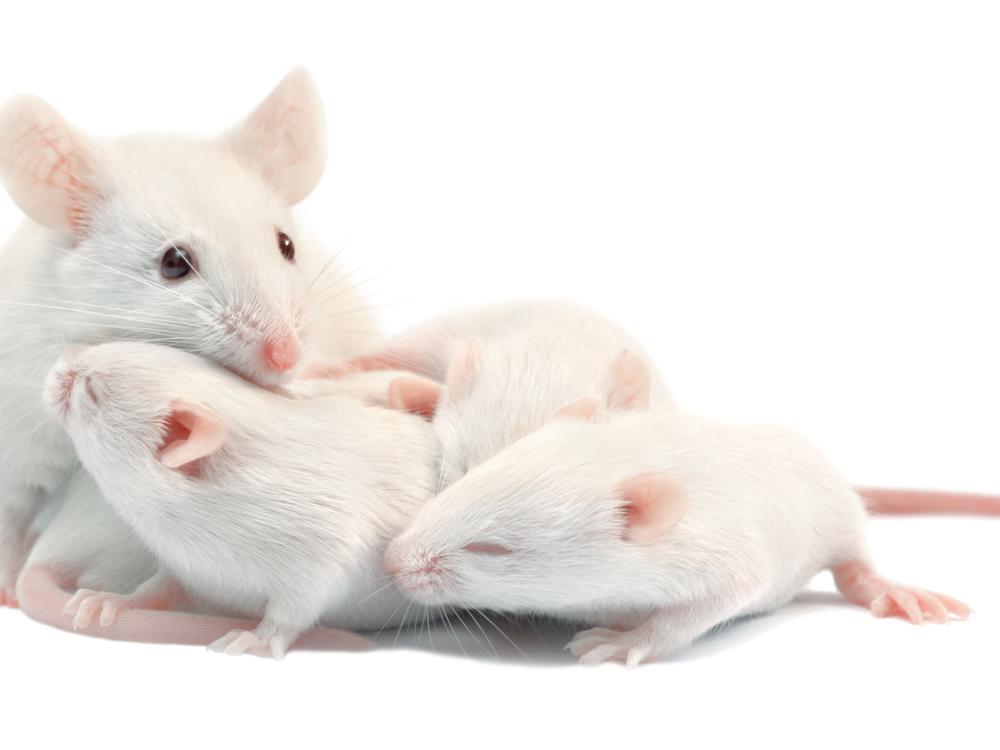 Baby mice make ultrasonic chirps to get their mother's attention.