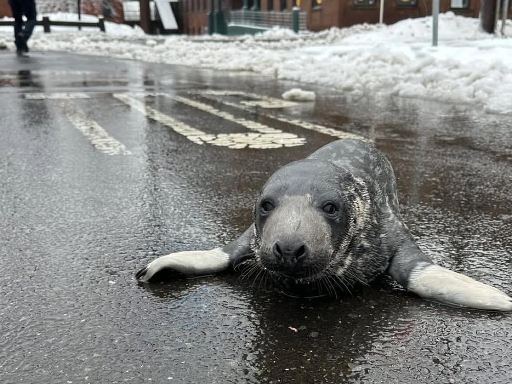 A baby seal was rescued from New Haven, Conn., over the weekend. The pup, believed to be a few weeks old, is now recovering at the nearby Mystic Aquarium.