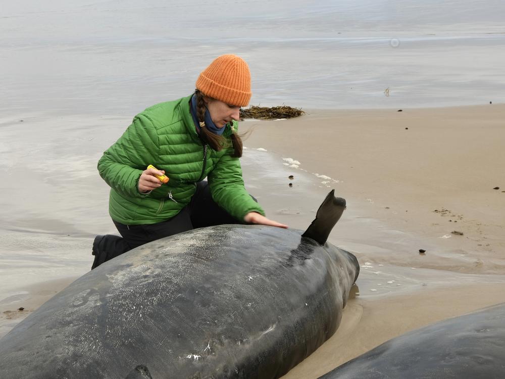 In this photo provided by the Department of Natural Resources and Environment Tasmania, a woman inspects a whale after more than 150 false killer whales have become stranded on Feb. 19, 2025, on a remote beach near Arthur River in Australia's island state of Tasmania.