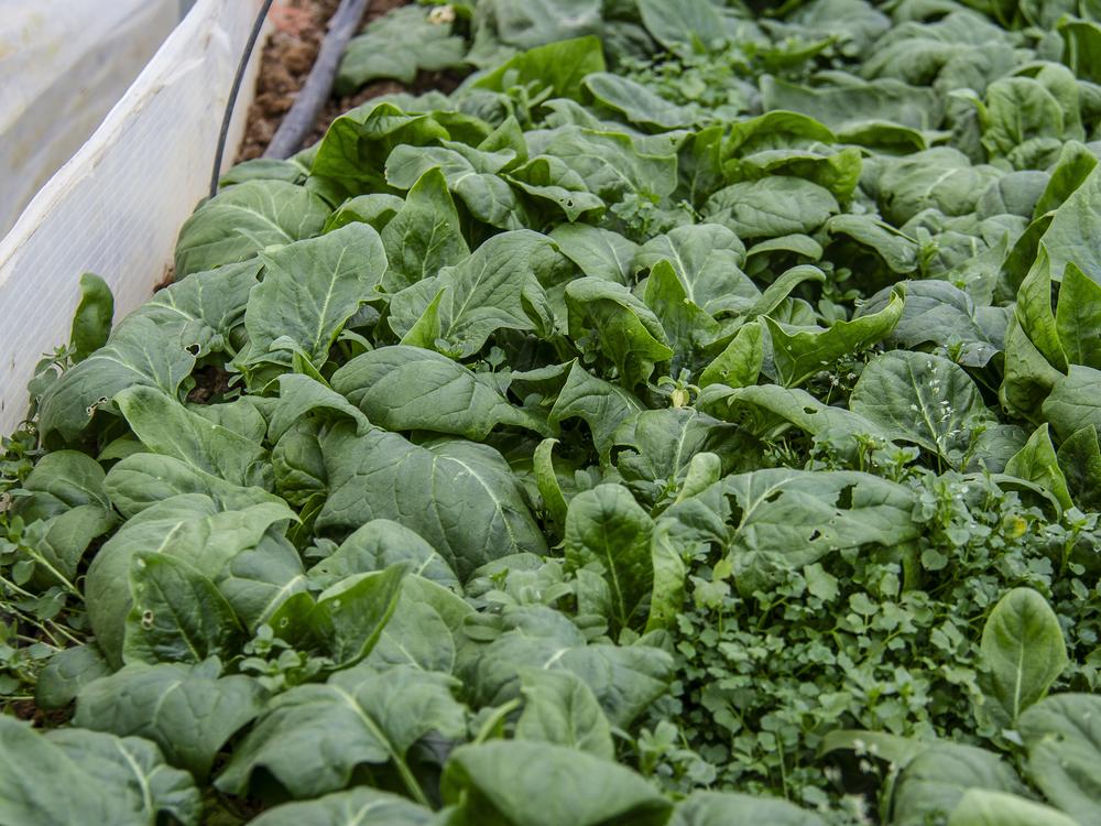 Spinach grows inside a greenhouse at Deep Roots Farm in Upper Marlboro, Md.