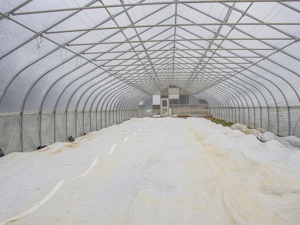 A greenhouse at Deep Roots Farm in Upper Marlboro, Md. with plants covered in plastic.