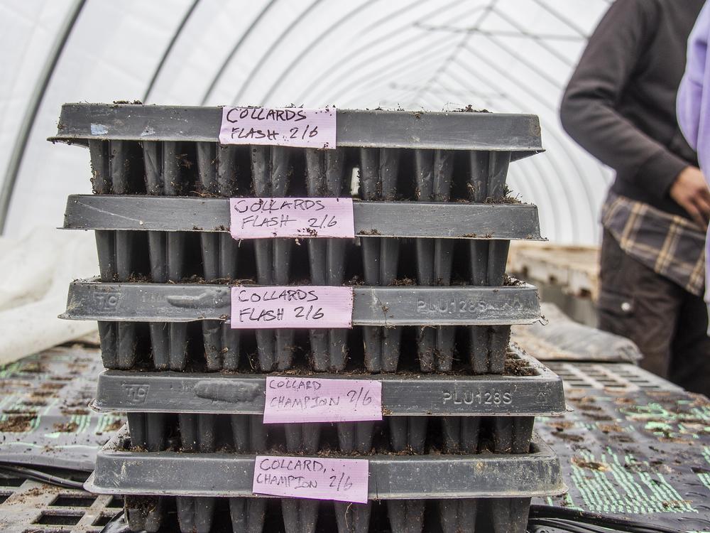 Crates of planted seeds wait to be sorted at Deep Roots Farm in Upper Marlboro, Md.