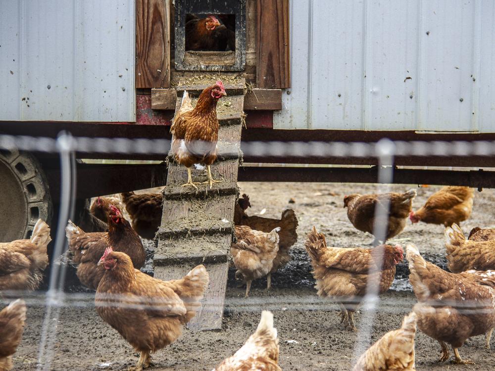 Chickens at Deep Roots Farm in Upper Marlboro, Md. produce eggs that are sold.
