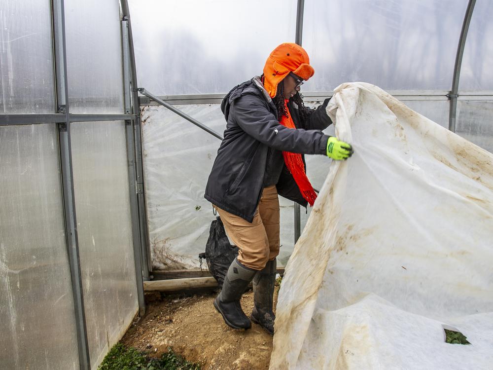 Farmer Gale Livingstone checks on vegetables being grown inside her greenhouse.