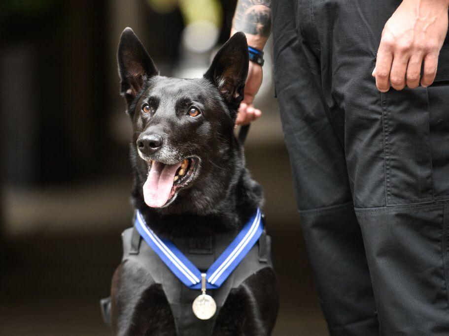 Hurricane during a PDSA's Order of Merit ceremony in London. He was awarded for protecting White House grounds and also being a good boy.