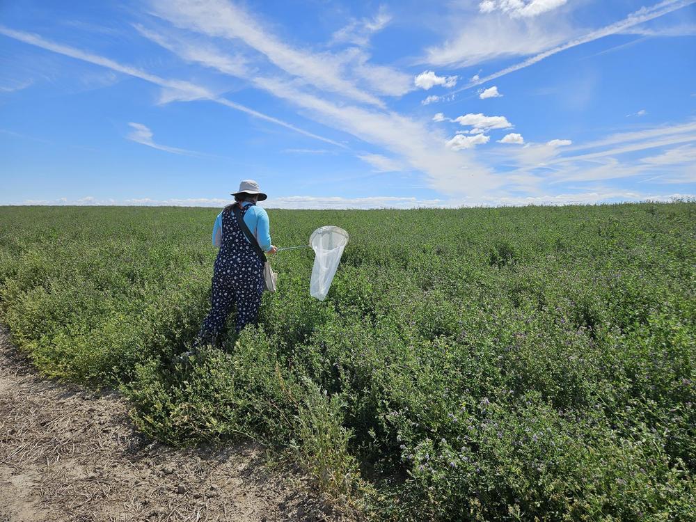 As part of her work for the USDA, Michelle Kirchner spent the summer of 2024 with alfalfa growers in eastern Washington, sampling their fields for pests and pollinators.