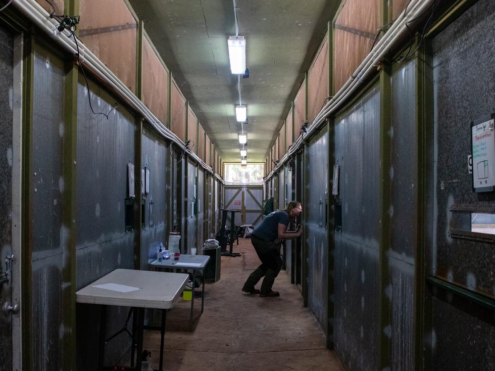  Jennifer Pribble peaks into an enclosure holding a critically endangered 'akikiki, birds brought into captivity as a last resort to save the species.<br>