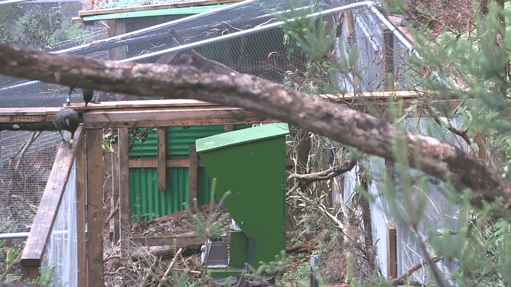 Facing habitat loss and disease, some of Hawaii's wildlife only lives in captivity now as a last ditch effort to stave off extinction.