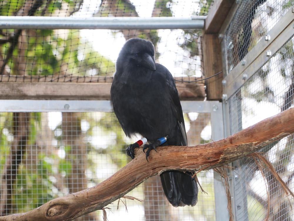 Facing extinction in the wild, Hawaiian crows were brought into captivity to save them. Now, a small group is being released.