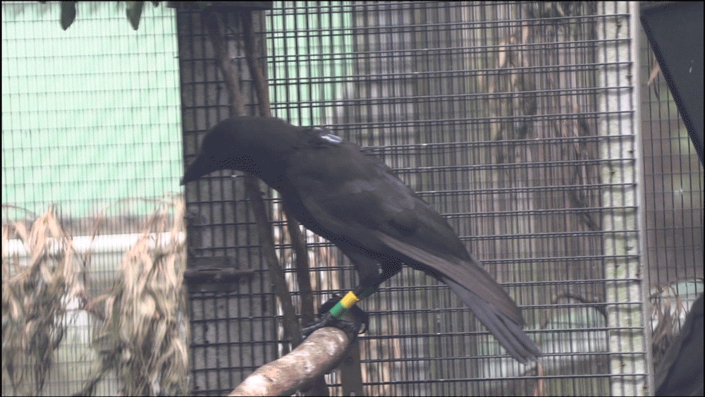 ʻAlalā are known for being highly intelligent and chatty, something common to crow species.