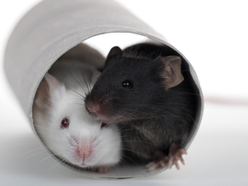 Mice may exhibit revival-like behaviors to help unconscious cage mates.