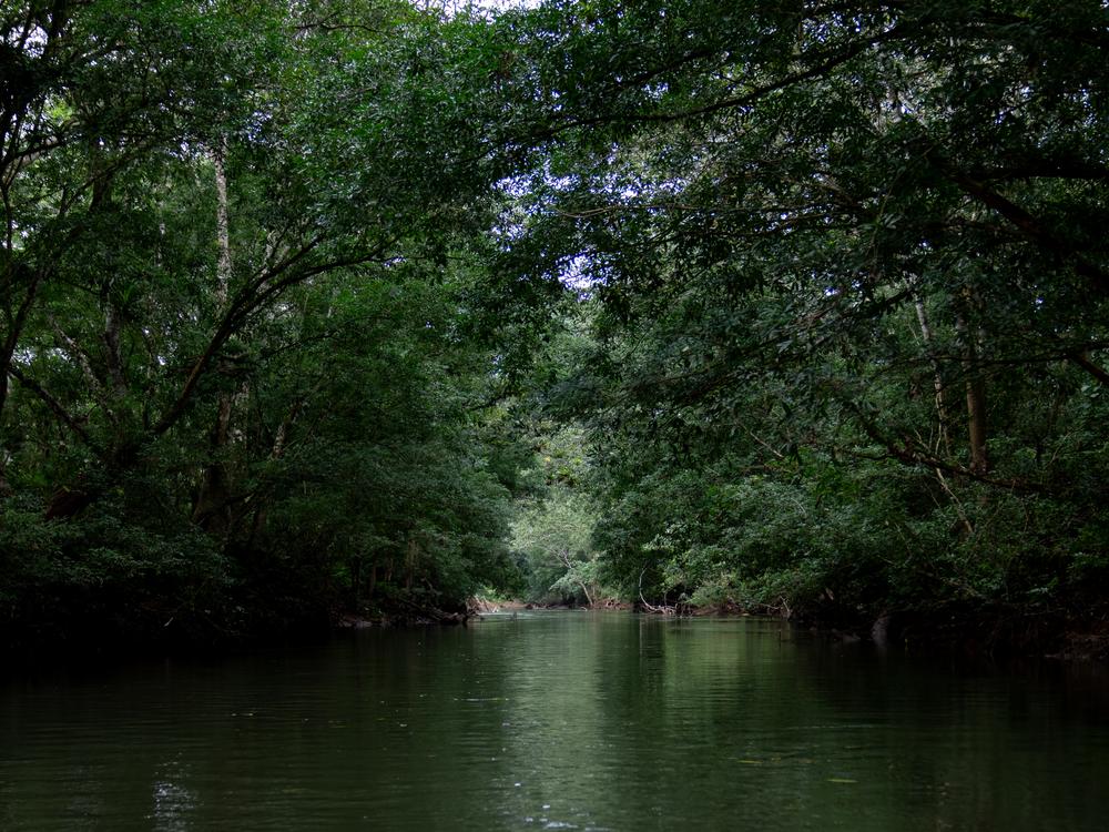 Near Limón de Chagres, trees lean over Río Indio — a waterway that connects communities and is crucial to the Panama Canal system.