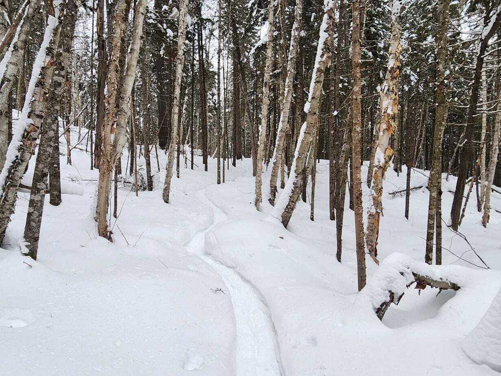 The trail winds through hemlock, pine and paper birch. In places the snow is waist deep, but for most of the route the snow is packed down and easy to travel on snowshoes.
